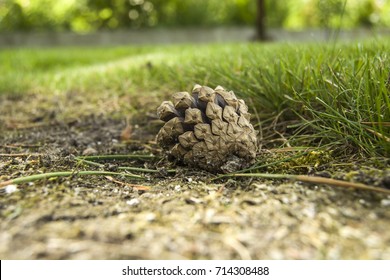 Cone lying on the ground