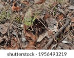 A cone is a modified shoot that develops at the ends of the branches of gymnosperms (conifers and some others) in the form of small formations covered with scales. A type of strobil.