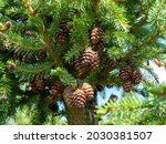 A cone is a modified shoot that develops at the ends of branches of gymnosperms of coniferous plants in the form of small formations covered with scales, spruce, close-up
