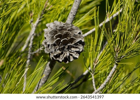 Cone on a pine tree in the green forest. Dry gray open pine cone on a pine tree of firtree in the wild nature in the forest