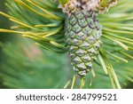 Cone on a tree