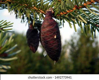 Cone Of Picea Mariana, Black Spruce