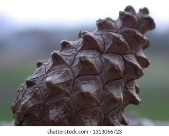 Cone of pine closeup.          