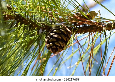 Cone Of The Red Pine (Pinus Resinosa)