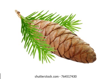 Cone Of Silver Fir Isolated