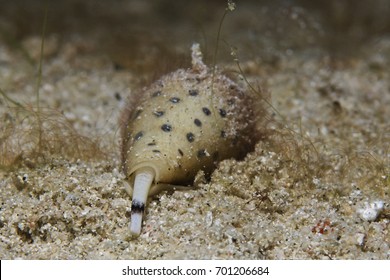 Cone Snail