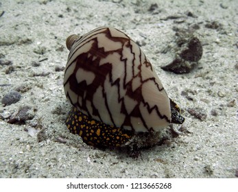 Cone Snail In The Sand