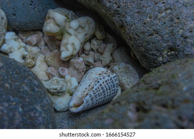 Cone Snail Shell Underwater Hiding In Between Rocks And Coral