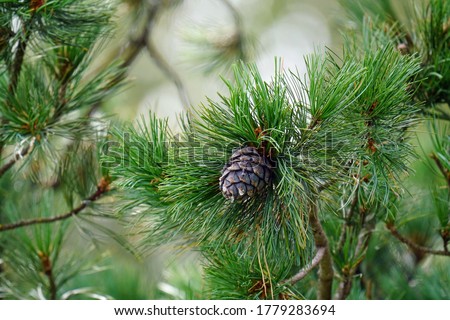 a cone from a swiss stone pine - pinus cembra -  in summer on the mountains