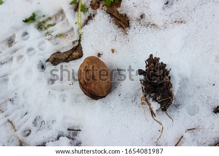 Cone and walnut in the snow in the forest