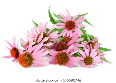 Coneflower Or Echinacea Purpurea Isolated On White Background