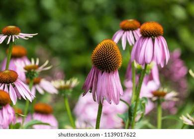 Coneflower In The Garden