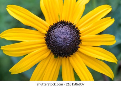 Coneflowers Echinacea Macro Shot With Nice Yellow And Green Colors