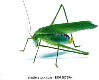 144 Conehead cricket Images, Stock Photos & Vectors | Shutterstock