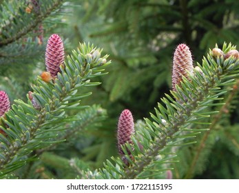 The Cones Of Abies Balsamea