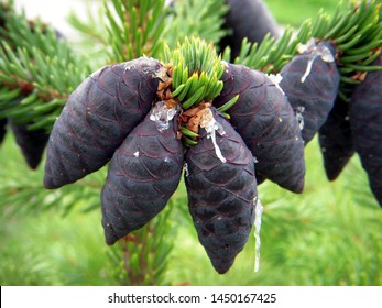 Cones Of Black Spruce, Picea Mariana