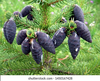 Cones Of Black Spruce, Picea Mariana