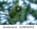 cones and blossom from a swiss stone pine - pinus cembra -  at a spring day on the mountains