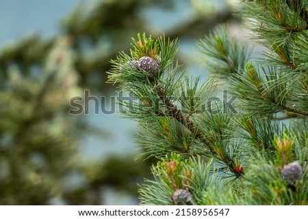 cones and blossom from a swiss stone pine - pinus cembra -  at a spring day on the mountains