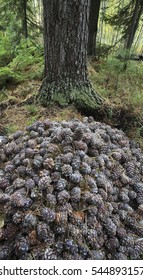 Cones of cedar.
