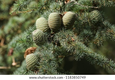 Cones growing on a branch of a Cedar Tree (Cedrus libani) Cedar of Lebanon or Lebanon Cedar  in the UK.