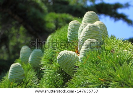 Cones of the Himalayan cedar (Cedrus deodara, devdar, devadar, devadaru). Thorny branches of the deodar cedar against the blue sky. A cluster of evergreen conifers. Green succulent needles closeup