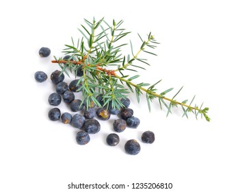 Cones And Leaves Of Juniperus Communis Isolated On White Background.