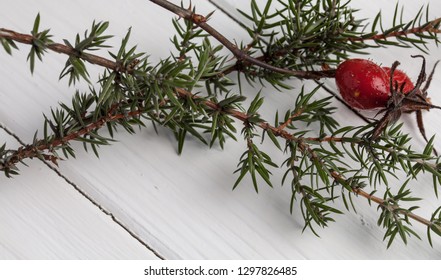 Cones And Leaves Of Juniperus Communis Isolated On White Background.