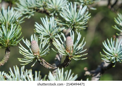 Cones Of Lebanon Cedar - Cedrus Libani