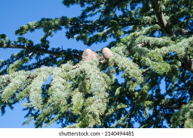 Cones Of Lebanon Cedar - Cedrus Libani