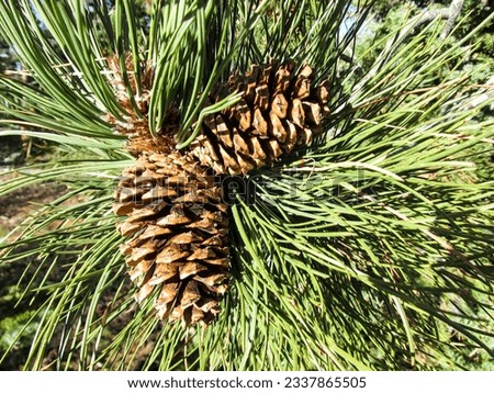 The cones and long bright green needles of a ponderosa Pine Tree, Pinus ponderosa,