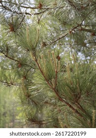the cones and needless on the pine