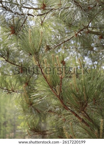 the cones and needless on the pine