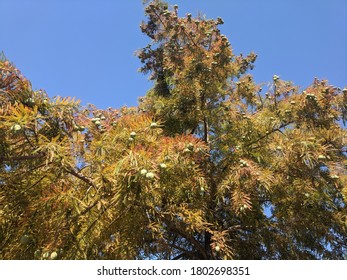 Cones On Baldcypress Tree In Allen, Texas