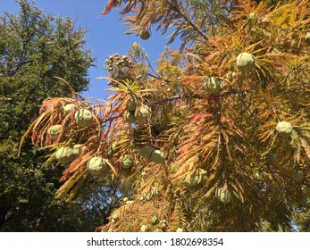 Cones On Baldcypress Tree In Allen, Texas