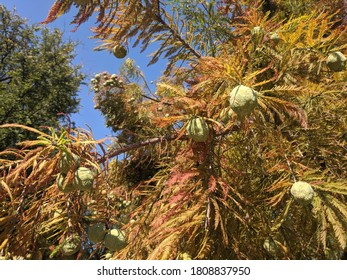 Cones On Baldcypress Tree In Allen, Texas