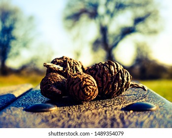 Cones On A Bench In The Weald Country Park