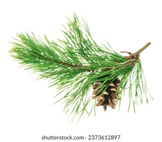 Cones on a branch isolated on white. Spruce branch with cones. Young pine cone on a green tree branch. Coniferous evergreen bumps with fruits. Christmas winter natural decor. - Powered by Shutterstock