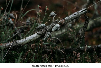 Cones on a dry branch of a tree on a background of grass
