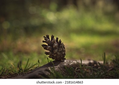 Cones On The Grass, Pine Cones On The Ground, Pine Cone In The Forest, Pine Cone Close-up