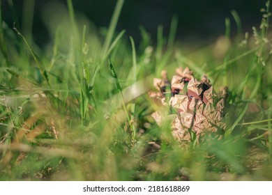 Cones On The Grass, Pine Cones On The Ground, Pine Cone In The Forest, Pine Cone Close-up