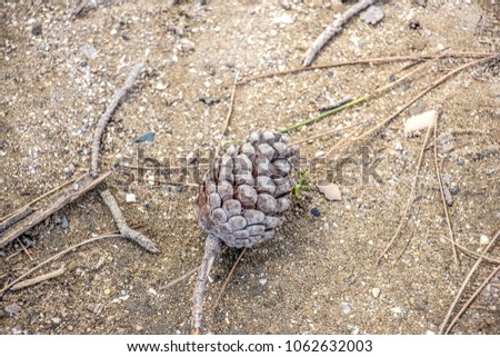 Cones on a tree