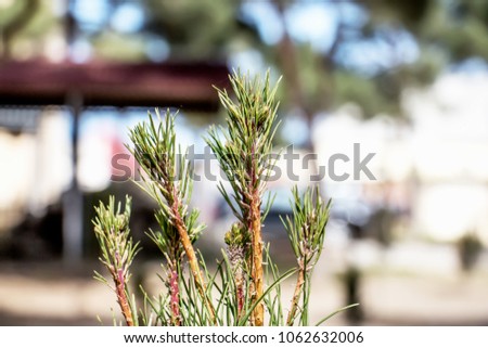 Cones on a tree