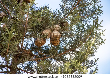 Cones on a tree