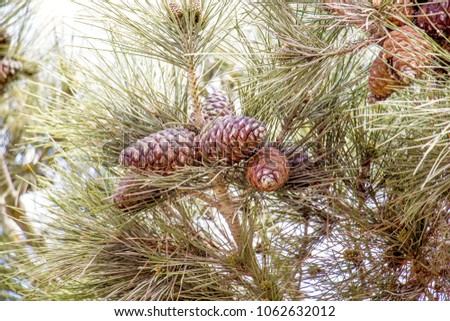 Cones on a tree