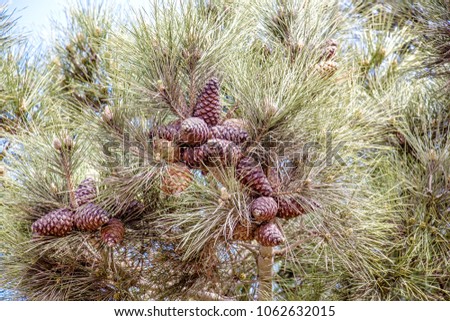 Cones on a tree