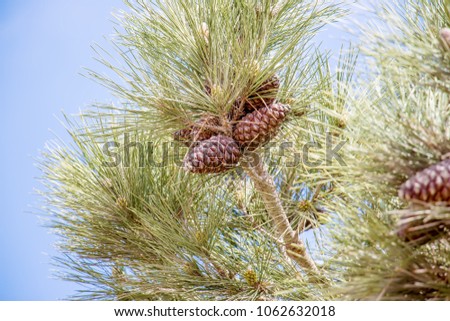Cones on a tree