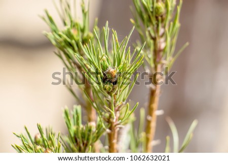 Cones on a tree
