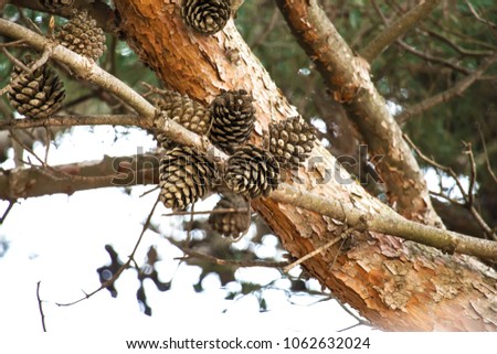 Cones on a tree