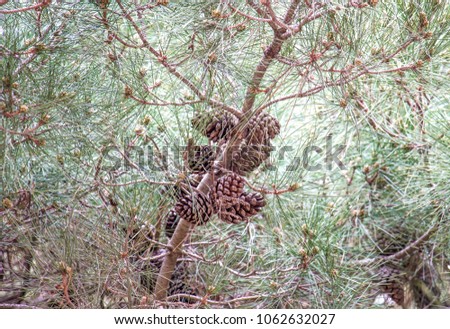 Cones on a tree